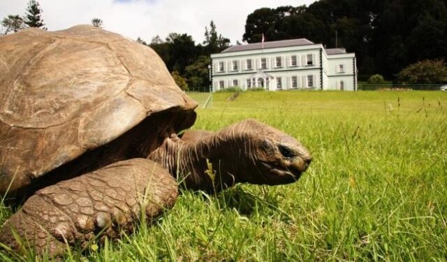 El animal más viejo del mundo celebra su 191 cumpleaños
