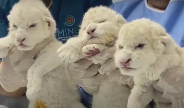 Los tres leones blancos cachorros forman parte de los únicos 100 de esta especie en todo el mundo