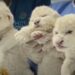 Los tres leones blancos cachorros forman parte de los únicos 100 de esta especie en todo el mundo
