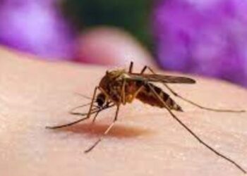 Acabar con la malaria editando el ADN de un mosquito, la propuesta de un científico africano