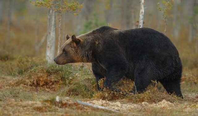 VIRAL: Un oso soltó los pasos prohibidos e imitó a la perfección un baile de TikTok (VIDEO)