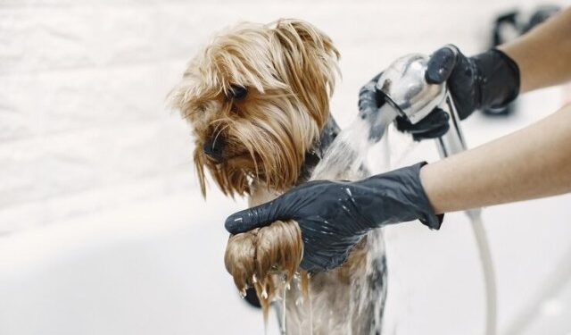 VIDEO: Llevó a su perro al peluquero, cometieron un error imperdonable y el reclamo que hizo es VIRAL