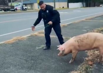 Insólita persecución: cerdo puso a correr a cuatro policías en Nueva Jersey (VIDEO)