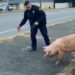 Insólita persecución: cerdo puso a correr a cuatro policías en Nueva Jersey (VIDEO)