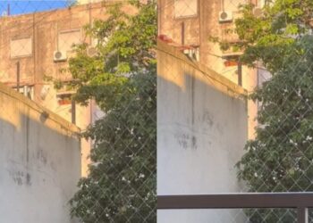 Notó algo extraño desde el balcón de su apartamento, salió a investigar y quedó sorprendido (VIDEO)