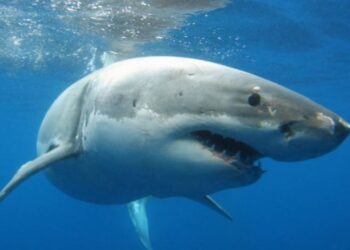 Un enorme tiburón devoró a turista estadounidense mientras surfeaba en playa de Bahamas