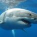 Un enorme tiburón devoró a turista estadounidense mientras surfeaba en playa de Bahamas