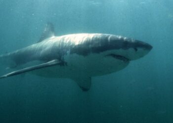 Le cercenó la pierna: El brutal ataque de un tiburón que acabó con la vida de una mujer en una playa de México