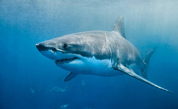 Ataque salvaje: Tiburón devoró a adolescente que surfeaba en la playa con su padre