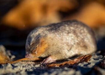 Reaparece topo ciego dorado tras 87 años desaparecido… creyeron que estaba extinto