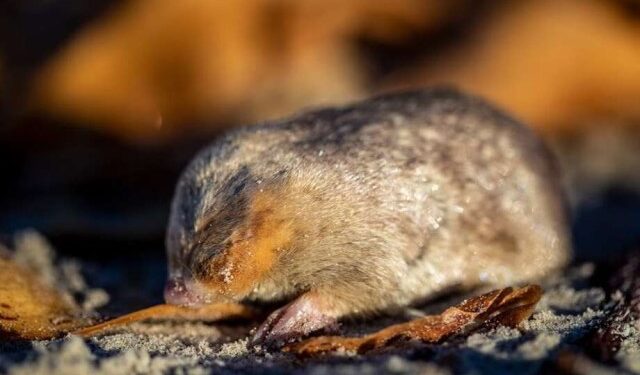 Reaparece topo ciego dorado tras 87 años desaparecido… creyeron que estaba extinto