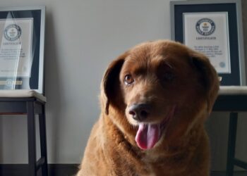 Guinness World Records suspende título de perro más viejo tras dudas sobre su edad