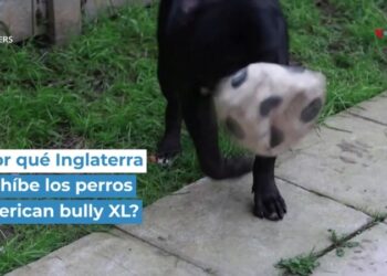 ¿Por qué Inglaterra prohíbe los perros american bully XL?