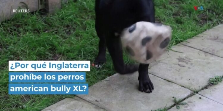 ¿Por qué Inglaterra prohíbe los perros american bully XL?