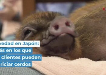 Novedad en Japón: cafés en los que sus clientes pueden acariciar cerdos