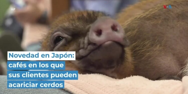 Novedad en Japón: cafés en los que sus clientes pueden acariciar cerdos