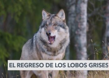 Los lobos grises han vuelto a California