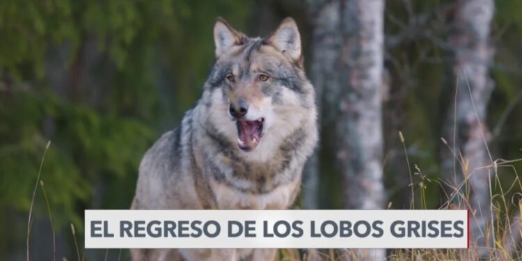 Los lobos grises han vuelto a California
