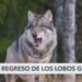 Los lobos grises han vuelto a California