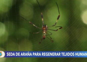 Las arañas como aliadas de la ciencia