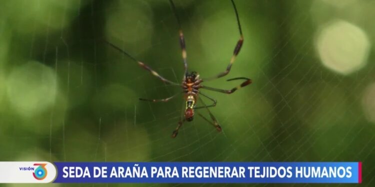 Las arañas como aliadas de la ciencia