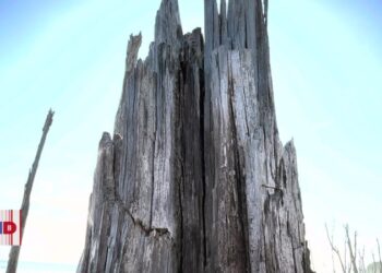 Manglar salvadoreño agoniza por impacto del cambio climático