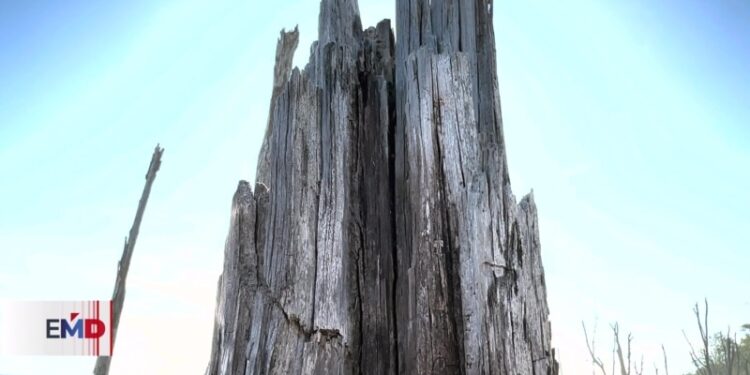 Manglar salvadoreño agoniza por impacto del cambio climático