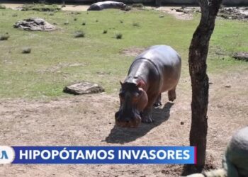 Hipopótamos: La especie invasora que genera polémica en Colombia