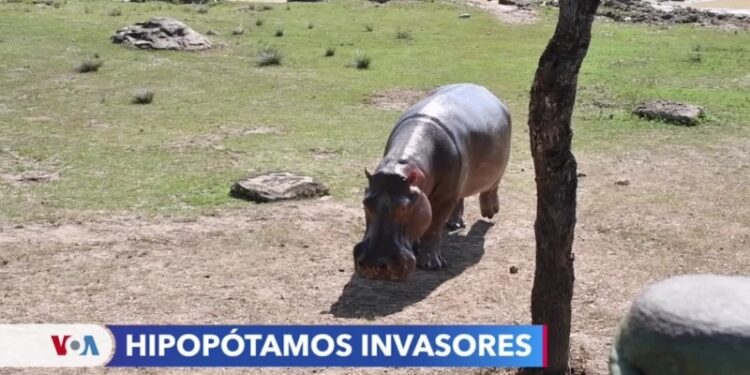Hipopótamos: La especie invasora que genera polémica en Colombia