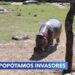 Hipopótamos: La especie invasora que genera polémica en Colombia