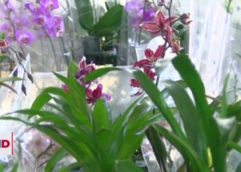 Una de las principales joyas ecuatorianas, sus orquídeas, se cotizan en mercados internacionales