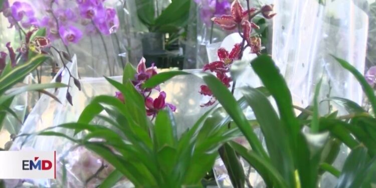 Una de las principales joyas ecuatorianas, sus orquídeas, se cotizan en mercados internacionales