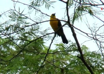 El cambio climático amenaza el 78 % de las especies de aves en Colombia