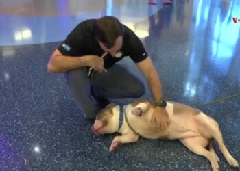 Impulsan campañas para reducir sobrepoblación animal en refugios de EEUU: «Adopten y no compren»