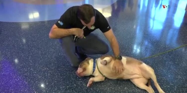 Impulsan campañas para reducir sobrepoblación animal en refugios de EEUU: «Adopten y no compren»