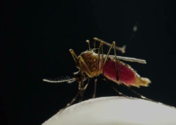 Aumento del dengue en Sudamérica impulsa campaña de vacunación, agota repelentes