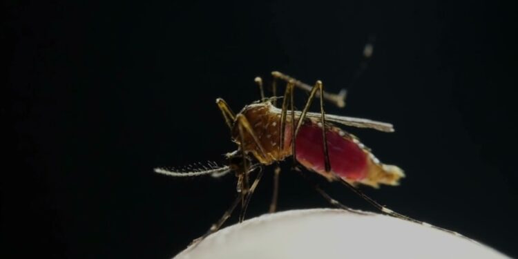 Aumento del dengue en Sudamérica impulsa campaña de vacunación, agota repelentes