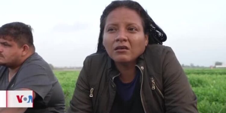 Aumenta número de migrantes que se entregan en la frontera sur de EEUU