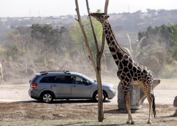 La jirafa Benito se integra a su nueva familia tras vivir maltratada en el norte de México