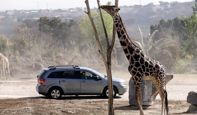 La jirafa Benito se integra a su nueva familia tras vivir maltratada en el norte de México