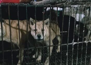 El consumo de carne canina en Asia: una práctica vigente que sacrifica 30 millones de perros cada año