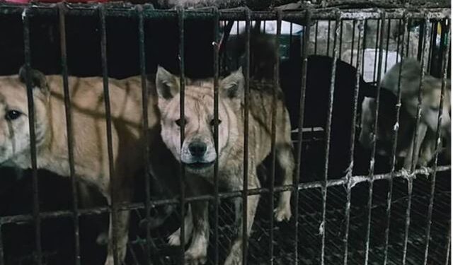 El consumo de carne canina en Asia: una práctica vigente que sacrifica 30 millones de perros cada año