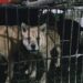 El consumo de carne canina en Asia: una práctica vigente que sacrifica 30 millones de perros cada año