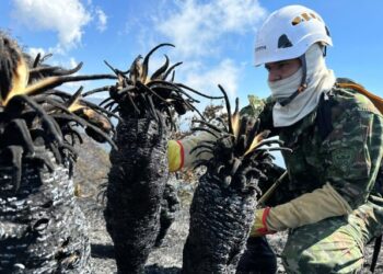 Hay 17 incendios activos en Colombia, según las autoridades ambientales