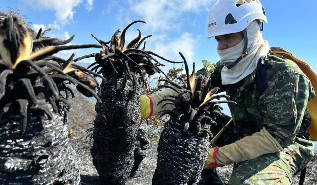 Hay 17 incendios activos en Colombia, según las autoridades ambientales