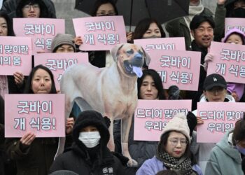 Parlamento de Corea del Sur prohíbe el comercio de carne de perro