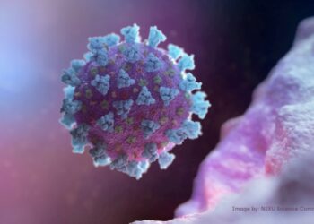 ¿Qué se sabe de pirola, la variante del COVID-19 clasificada «de interés» por la OMS?