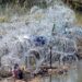 Disminuye la cantidad de migrantes en la frontera, mientras la Casa Blanca celebra decision sobre el alambre de puas.