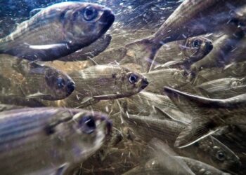 ¿Comemos el plástico que comen los peces?