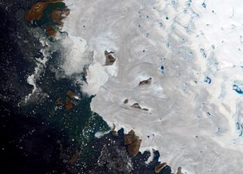 Descubren en Groenlandia un gusano depredador “gigante” de más de 500 millones de años